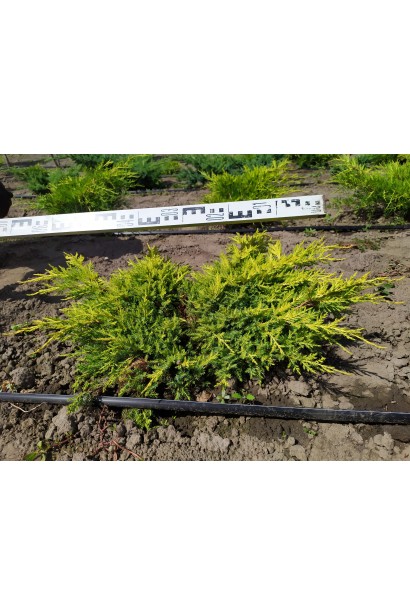 Можжевельник средний Голдкиссен в поле