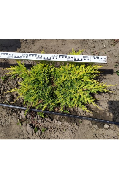 Можжевельник средний Голдкиссен в поле