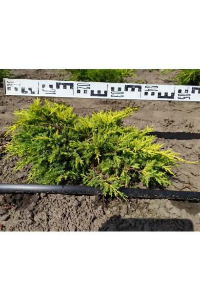 Можжевельник средний Голдкиссен