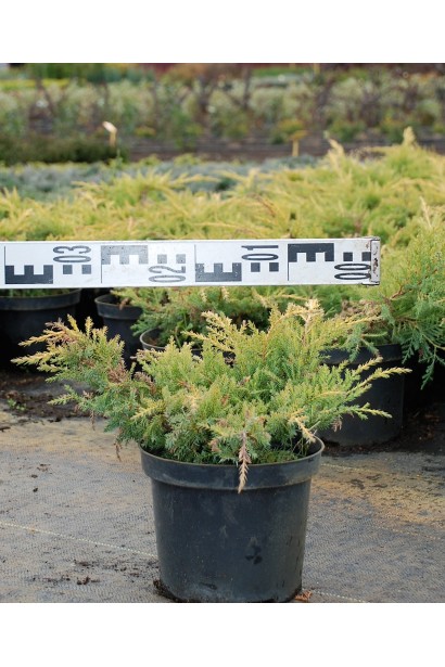 Можжевельник средний Голдкиссен контейнер