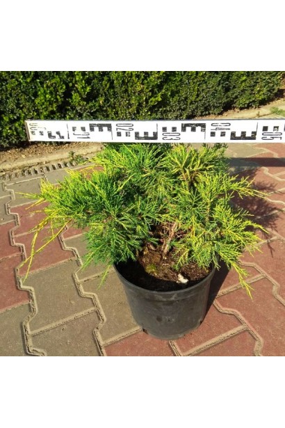 Ялівець середній Кербері Голд конт. 5л/діаметр 40-50см