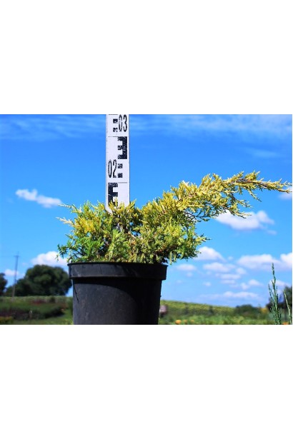 Ялівець середній Кербері Голд конт. 5л/діаметр 40-50см