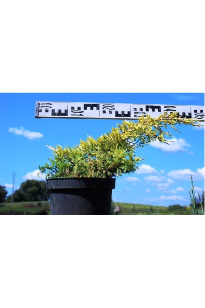 Juniperus pfitzeriana Carbery Gold