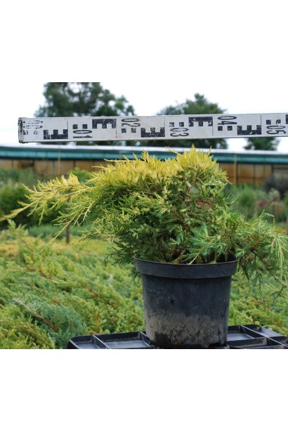 Ялівець середній Кербері Голд конт. 5л/40-50см