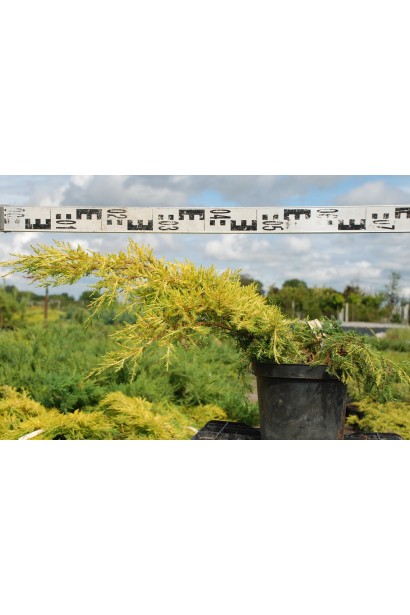 Juniperus pfitzeriana Carbery Gold