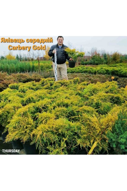 Ялівець середній Кербері Голд садовий центр