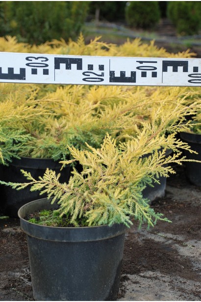 Ялівець середній Кербері Голд конт. 3л/20-30см