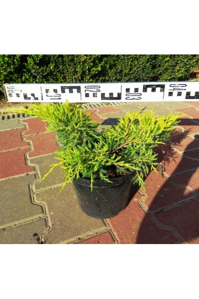 Juniperus pfitzeriana Carbery Gold