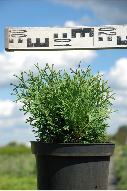 Туя західна Літл Джем - 3л/20см/15-20см