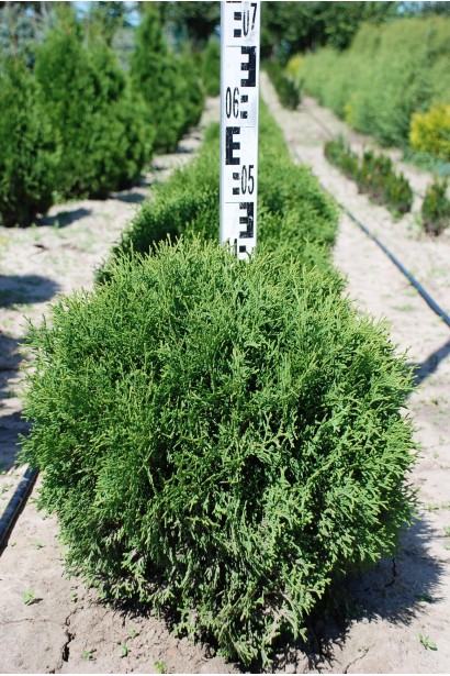 Туя західна Літл Джем для компактних садових композицій.