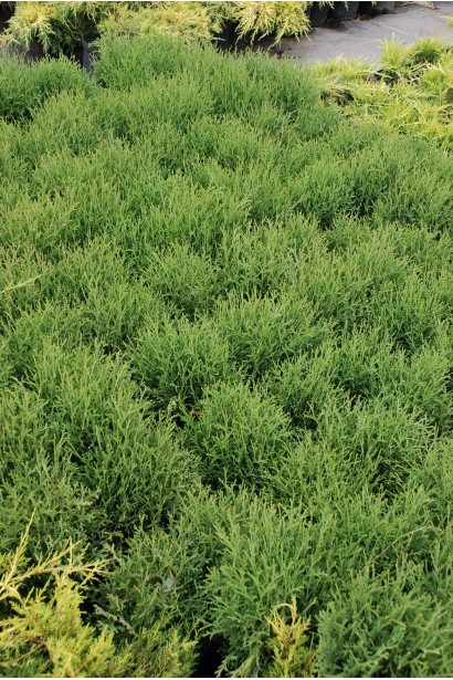 Туя західна Літл Джем 