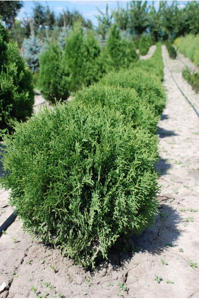 Компактна туя Літл Джем з декоративною кроною.