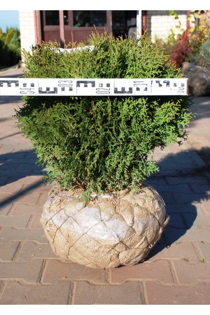 Туя західна Літл Джем з комом землі