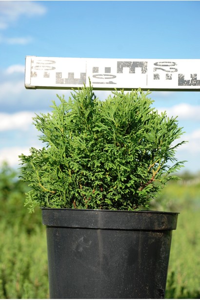 Thuja occidentalis Little Gem