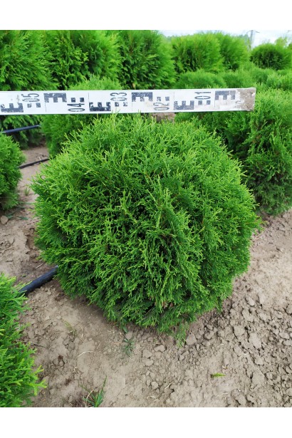 Щільна і компактна туя Літл Джем для декоративних цілей.