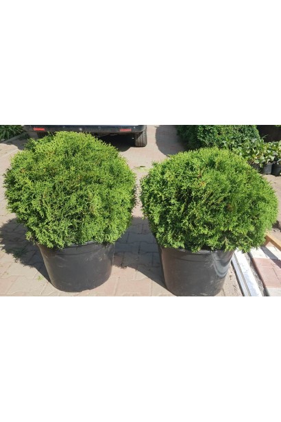 Туя західна Літл Джем в контейнері