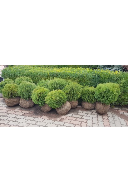 Маленька туя Літл Джем для бордюрів і клумб.