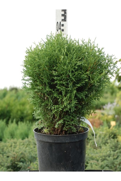 Туя західна Літл Джем — компактна, але стильна рослина для саду.