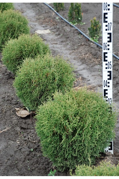 Туя Літл Джем для створення живих огорож у малих садах.