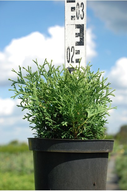 Туя західна Літл Джем - 3л/20см/15-20см