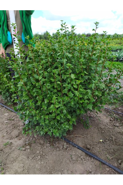 Смородина альпийская Шмидт – плотный зеленый куст
