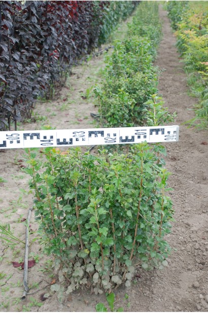 Смородина альпийская Шмидт – универсальный ландшафтный куст