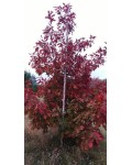 Дуб красный | Дуб червоний | Quercus rubra