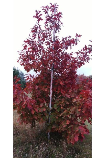 Дуб червоний в розсаднику в полі