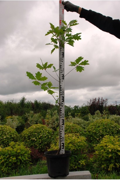 Дуб червоний контейнер 5 л 80-100 см