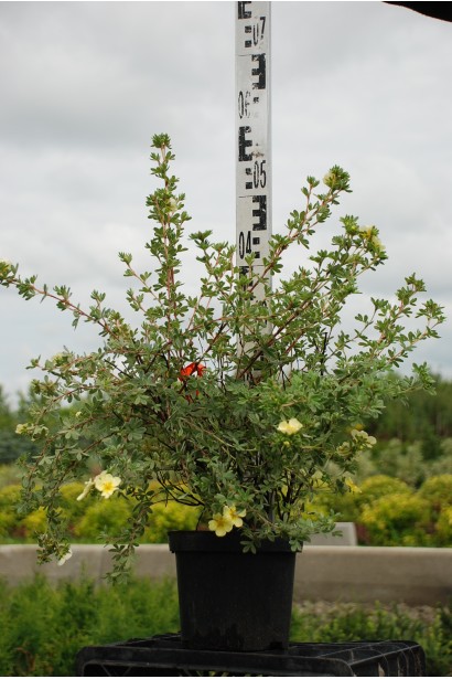 Перстач Прімроуз Б’юті в контейнері 5 л 40-50 см