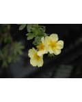 Лапчатка кустарниковая Примроуз Бьюти | Лапчатка кущова Прімроуз Б'юті | Potentilla fruticosa Primrose Beauty