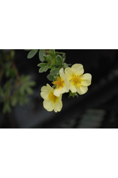 Перстач Прімроуз Бьюті кремово-жовті квіти