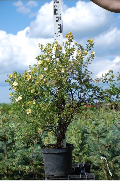 Перстач чагарниковий Прімроуз Б’юті саджанець С5 висота 50-60 см