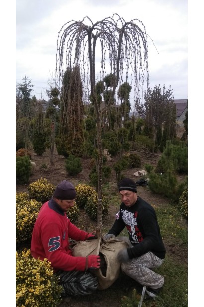 Карагана дерев’яниста Уолкер на штамбі | Caragana arborescens Walker on shtambeКарагана древовидная Уолкер на штамбе | Caragana arborescens Walker on shtambe