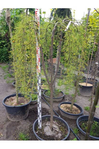 Карагана дерев’яниста Уолкер на штамбі | Caragana arborescens Walker on shtambeКарагана древовидная Уолкер на штамбе | Caragana arborescens Walker on shtambe