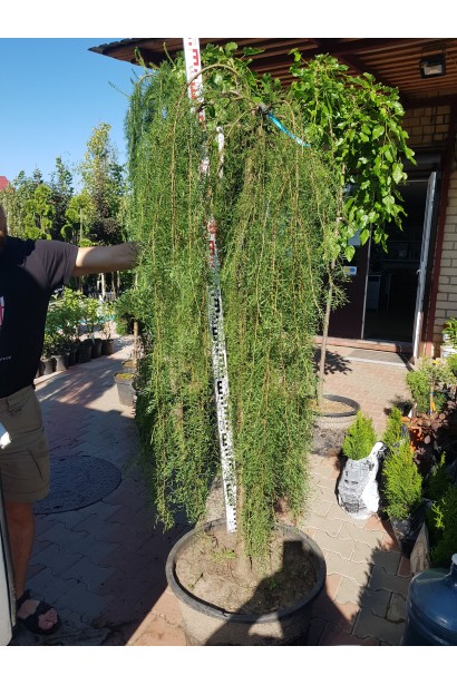 Карагана дерев’яниста Уолкер на штамбі | Caragana arborescens Walker on shtambeКарагана древовидная Уолкер на штамбе | Caragana arborescens Walker on shtambe