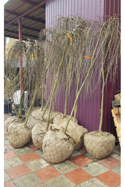 Карагана дерев’яниста Уолкер на штамбі | Caragana arborescens Walker on shtambeКарагана древовидная Уолкер на штамбе | Caragana arborescens Walker on shtambe