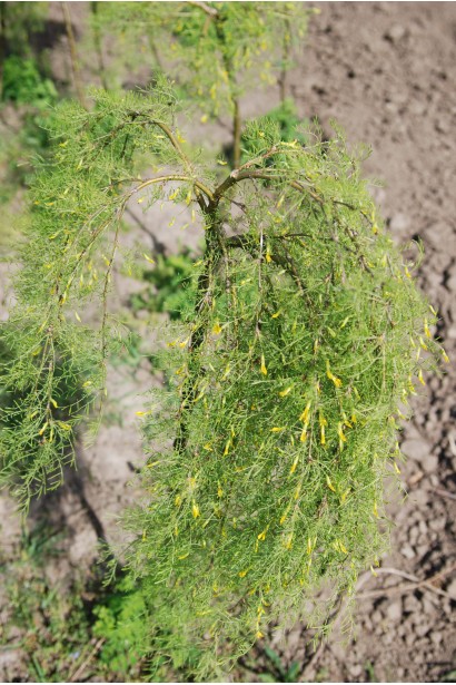 Caragana arborescens Walker on shtambe