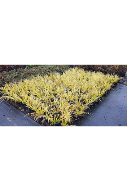 Аїр злаковидний Огон саджанці в садовому центрі