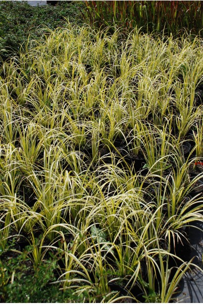 Аїр злаковидний Огон саджанці в садовому центрі