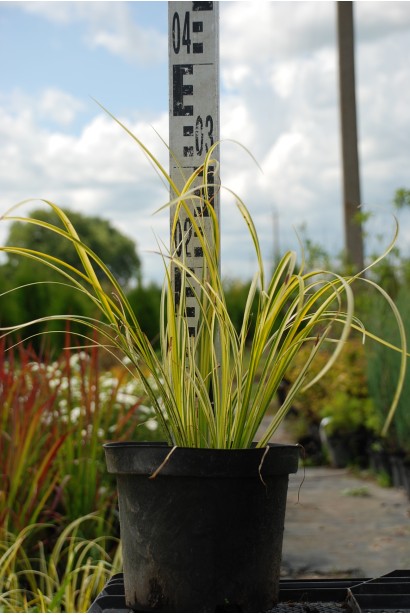 Аїр злаковидний Огон в контейнері