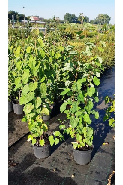 Cercidiphyllum japonicum саженцы