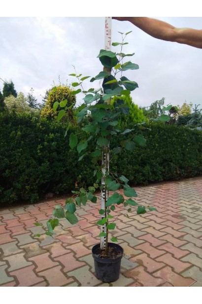 Багряник японский в контейнере