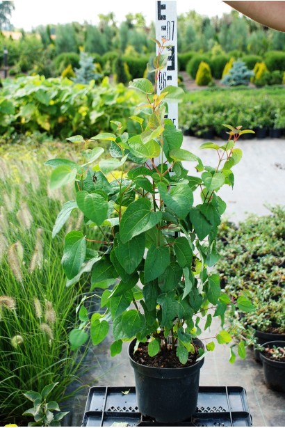 Багряник японский в горшке 3л высота 70 см