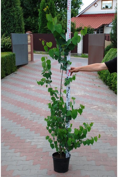 Багряник японский высота 160-170 см