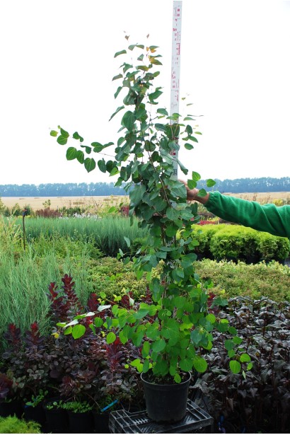 Багряник японский в горшке