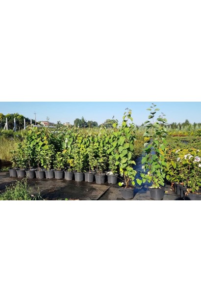 Багряник японский саженцы в садовом центре Проксима