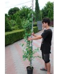 Багряник японський | Багрянник японский | Cercidiphyllum japonicum