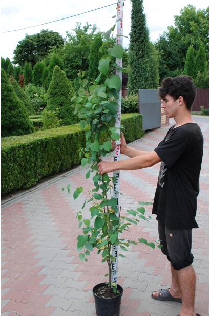 Cercidiphyllum japonicum контейнер 5 л