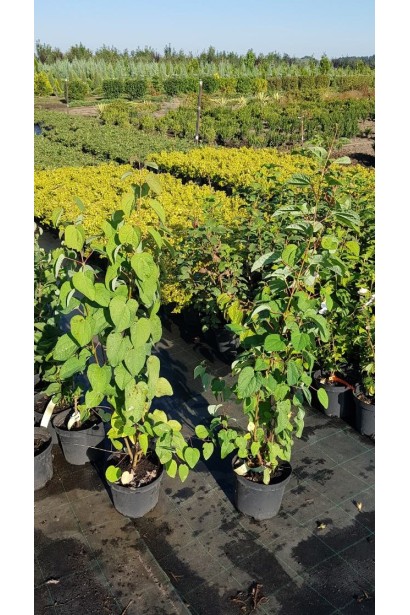 Багряник японский в питомнике